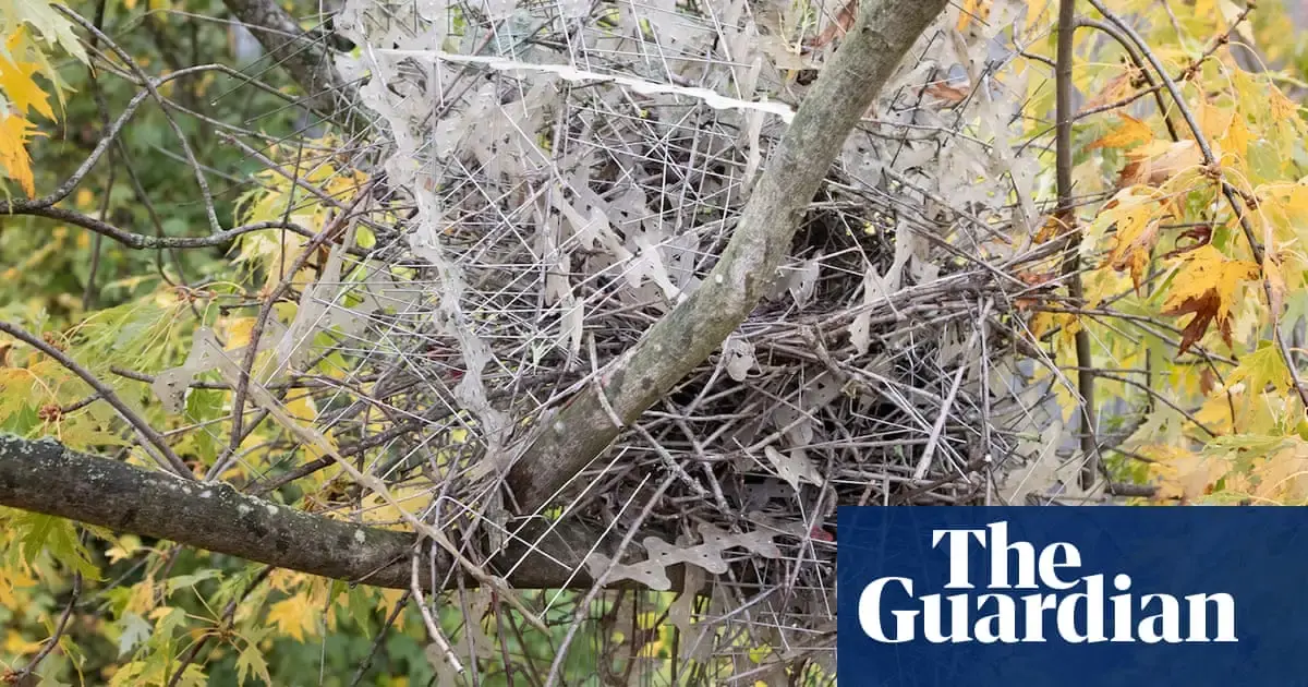 Crows and magpies using anti-bird spikes to build nests, researchers find