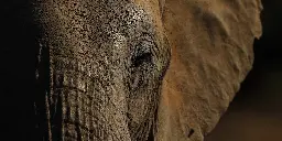 Anche gli elefanti si salutano - Il Post