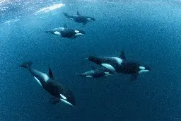 La menopausa delle orche: un’eccezione nel regno animale