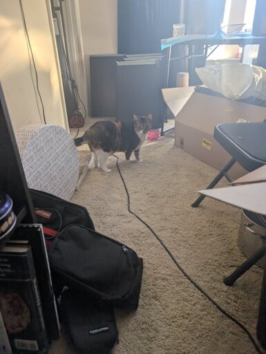 a calico cat (the cutest one in the world) in a room with a vacuum cleaner and piles of stuff and boxes in the background 