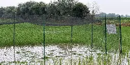 È stata distrutta una coltivazione sperimentale di riso in provincia di Pavia - Il Post