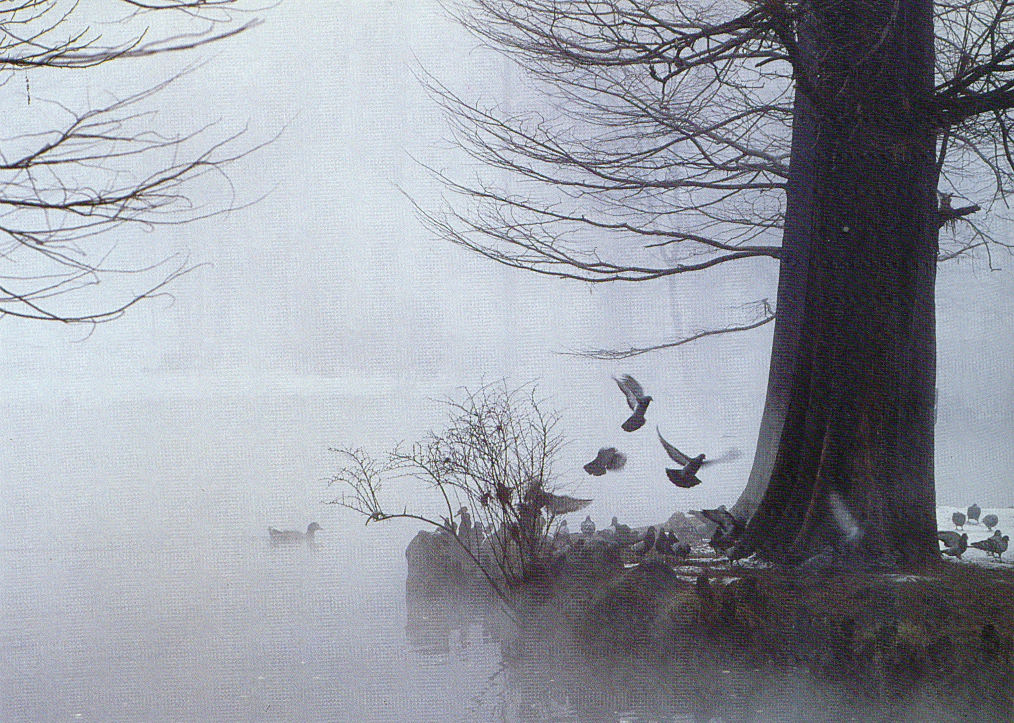 Parco Sempione degli anni '80 avvolto dalla scighera (nebbia)