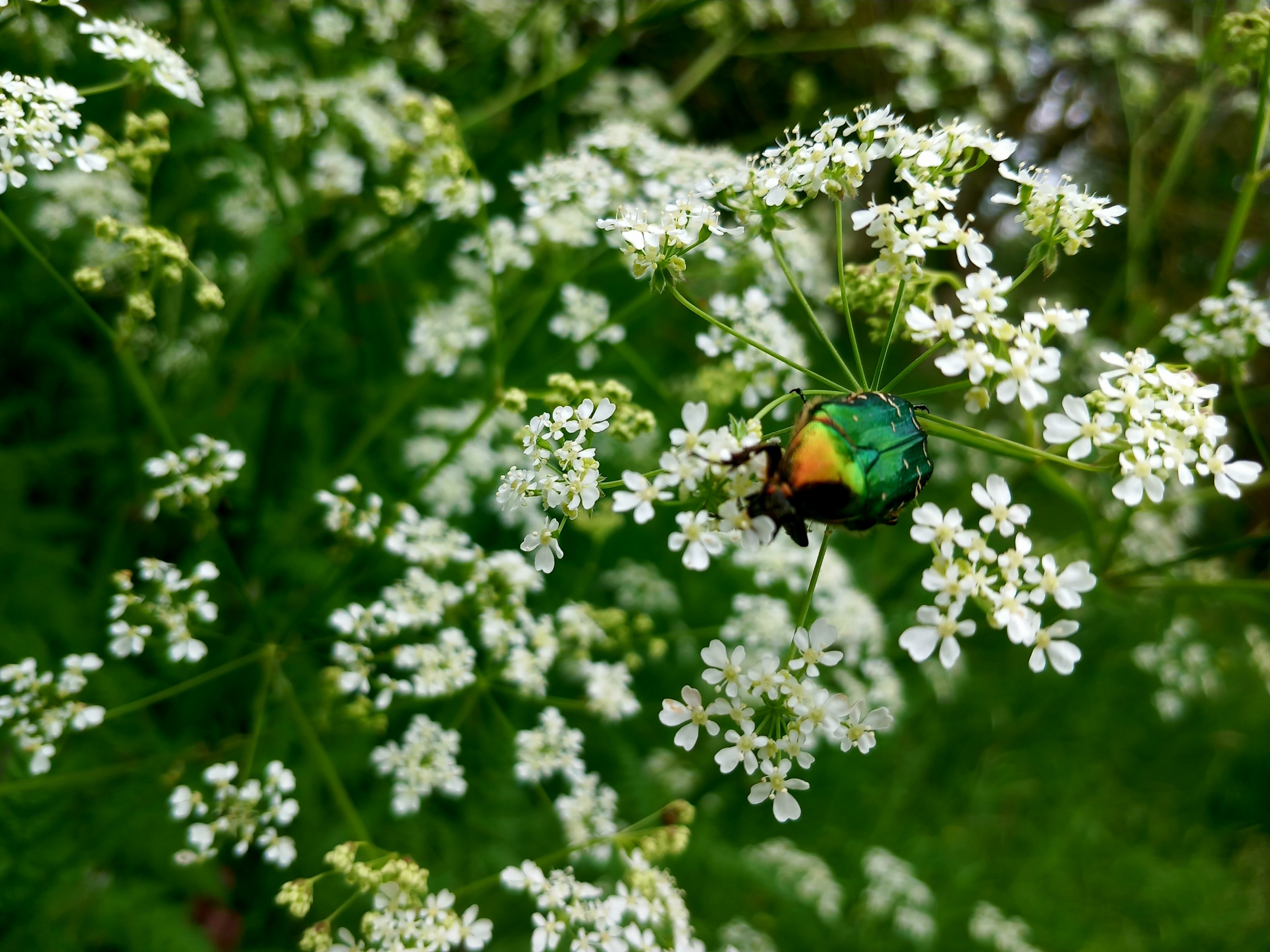 a beetle with in a plant with small white flowers