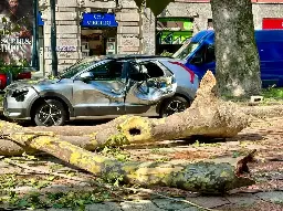 Cosa fare con gli alberi abbattuti a Milano?