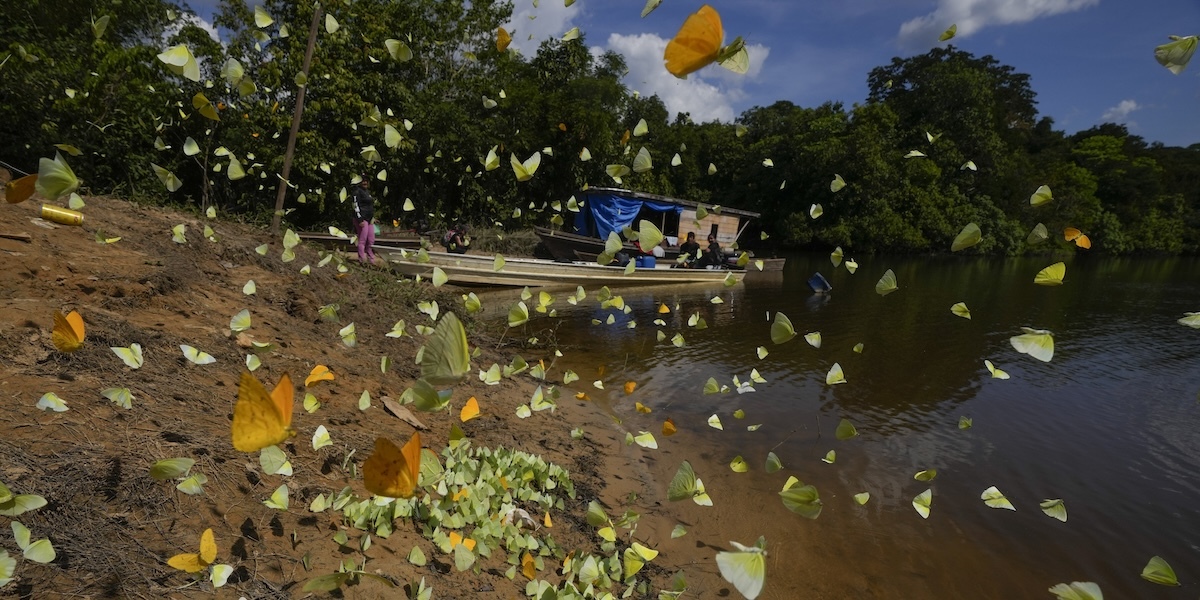 La statistica falsa sull'80% della biodiversità protetta dagli indigeni - Il Post