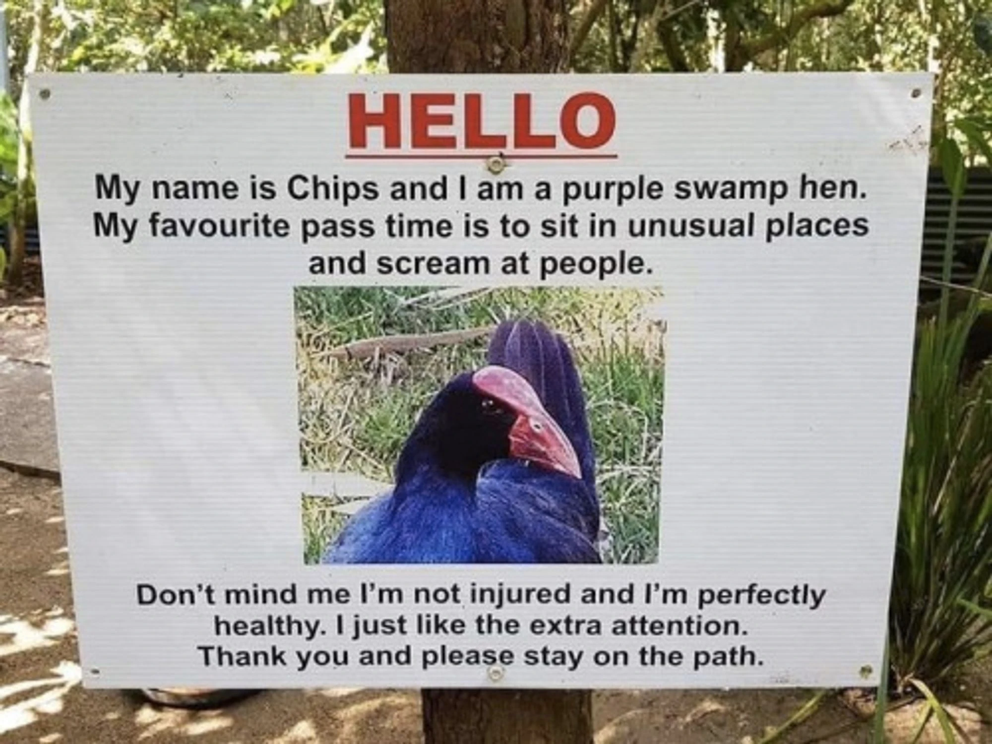 A photo of a sign outside on a hiking trail that has a picture of a purple swamp hen, an unusual looking water bird with dark purple feathers and a bright orange bill. The sign says: “ HELLO. My name is Chips and I am a purple swamp hen. My favourite pass time is to sit in unusual places and scream at people. Don't mind me I'm not injured and I'm perfectly healthy. I just like the extra attention. Thank you and please stay on the path.”