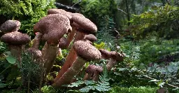 State of the World’s Plants and Fungi 2023: What we know, what we don’t, and how we find out | Kew